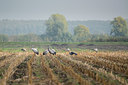 BUITEN BEELD Foto: 283634