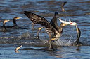 BUITEN BEELD Foto: 283687