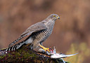 BUITEN BEELD Foto: 283695