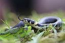 BUITEN BEELD Foto: 283696