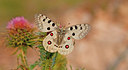 BUITEN BEELD Foto: 283784