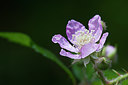BUITEN BEELD Foto: 283797