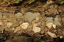 BUITEN BEELD Foto: 283819