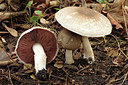 BUITEN BEELD Foto: 283821