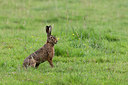 BUITEN BEELD Foto: 283827