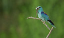 BUITEN BEELD Foto: 283843