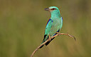BUITEN BEELD Foto: 283850