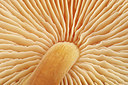 BUITEN BEELD Foto: 283883