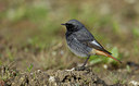 BUITEN BEELD Foto: 283928