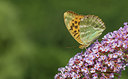 BUITEN BEELD Foto: 283930