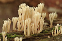 BUITEN BEELD Foto: 283964