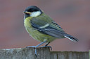 BUITEN BEELD Foto: 284008