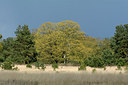 BUITEN BEELD Foto: 284011