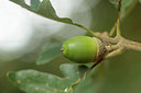 BUITEN BEELD Foto: 284065