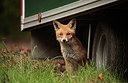 BUITEN BEELD Foto: 284099
