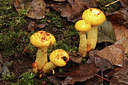 BUITEN BEELD Foto: 284118