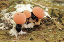 BUITEN BEELD Foto: 284123