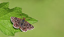 BUITEN BEELD Foto: 284134
