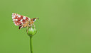 BUITEN BEELD Foto: 284135