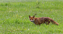 BUITEN BEELD Foto: 284139