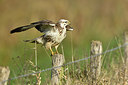 BUITEN BEELD Foto: 284172
