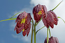 BUITEN BEELD Foto: 284292