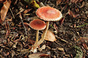 BUITEN BEELD Foto: 284352