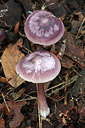 BUITEN BEELD Foto: 284355