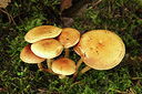 BUITEN BEELD Foto: 284366