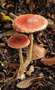 BUITEN BEELD Foto: 284378
