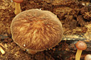 BUITEN BEELD Foto: 284400