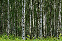 BUITEN BEELD Foto: 284449