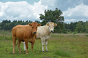 BUITEN BEELD Foto: 284518
