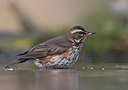BUITEN BEELD Foto: 284568