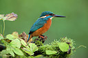 BUITEN BEELD Foto: 284605