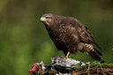BUITEN BEELD Foto: 284606