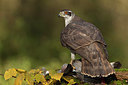 BUITEN BEELD Foto: 284609