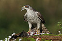 BUITEN BEELD Foto: 284611