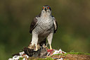 BUITEN BEELD Foto: 284613