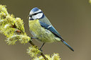 BUITEN BEELD Foto: 284628