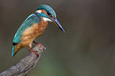 BUITEN BEELD Foto: 284640