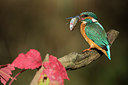 BUITEN BEELD Foto: 284643