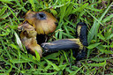 BUITEN BEELD Foto: 284683