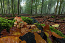 BUITEN BEELD Foto: 284703