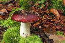 BUITEN BEELD Foto: 284705