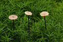 BUITEN BEELD Foto: 284706