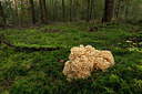 BUITEN BEELD Foto: 284708