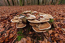 BUITEN BEELD Foto: 284709