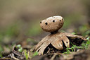 BUITEN BEELD Foto: 284710