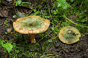 BUITEN BEELD Foto: 284718